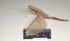 CollectionObject 1559057; 7e532d44-d0aa-4908-a472-c1dda34e1d19: copyright Natural History Museum, London. female, lateral view (holotype). (CollectionObject).