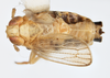 Habitus, dorsal view on Calbodus pallidulus Blanchard, 1852: (Observation).