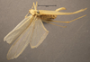 CollectionObject 1507307; 003bf091-9fd4-45dd-bbff-6d862f854339: female, dorsal view (holotype of Anaulacomere maranona). (CollectionObject).
