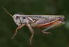 Dichroplus obscurus Bruner, 1900: male. (Otu).
