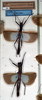 CollectionObject 1560645; NMW 94, 931e5c8a-c98a-4942-8864-98be643af838: copyright NMW. male (paralectotype) and female (lectotype). (CollectionObject).