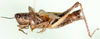 Vitticatantops fasciatus (Karny, 1907): female, lateral view. (Otu).