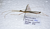 CollectionObject 1576087; ff92de04-db6f-4c6c-a76e-f0d81b4fd0d4: copyright SPM, Kinabalu. male, lateral view (holotype). (CollectionObject).