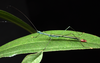 CollectionObject 1580873; 323fb742-7d0a-4b64-932d-44f52e5bfcaf: copyright F. Seow-Choen. male (holotype). (CollectionObject).