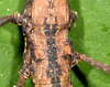 Neooxyartes zomproi Ho, 2018: copyright Paul D. Brock. female wings, culture stock ex. Vietnam: Phong Dien NP. (Otu).
