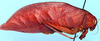 Vossia obesa Brunner von Wattenwyl, 1891: female, lateral view (Liberia, Marshall Territory). (Otu).