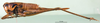 CollectionObject 1500475; 729457e7-0741-4169-95a2-4f9641144756: female, lateral view (syntype of Pholidoptera dalmatica maritima). (CollectionObject).