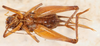 CollectionObject 1585749; 6aff6410-10e0-48a1-ba77-aeca8c9e0f74: female, ventral view (allotype). (CollectionObject).