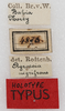 CollectionObject 1531370; NMW 4876, 7528f25f-e97e-4687-9714-84ace6f15c15: labels (holotype). (CollectionObject).