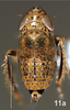 Habitus, dorsal view on Bretega juxtaspiverpa Stiller, 2017: Habitus, male, dorsal view. (Observation).
