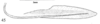 Ovipositor: !! display not done !! on Microcentrus caryae (Fitch, 1851): (Observation).