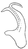 Aedeagus, lateral view on Paralimnus (Paragygrus) orientalis (Lindberg, 1929) now Paralimnus (Paragygrus) japonicus (Matsumura, 1914): (Observation).
