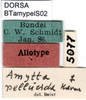 CollectionObject 1502098; 7ac70547-434c-41fd-8aa1-e9e3eff701d0: labels (syntype). (CollectionObject).
