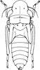 Nymph: !! display not done !! on Oncometopia (Oncometopia) orbona (Fabricius, 1798): (Observation).