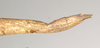 CollectionObject 1864532; e9546030-2ecc-4eeb-aa99-5a7188fd4bab: female: end of abdomen, lateral view of synonym Alopus coccophages (syntype) Source: Paul Brock's photos, copyright Natural History Museum, London. (CollectionObject).