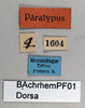 CollectionObject 1502377; 225b759f-d276-47f4-867c-b1b117903db2: labels (paralectotype). (CollectionObject).