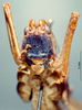 CollectionObject 1572390; b3fdd5c0-f3dd-46ce-a754-c4845686ae57: male, frontal view. (CollectionObject).