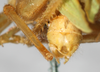 CollectionObject 1576642; NMW 22052, 54e50fc9-4298-425f-950e-d65cfb3c081e: male, abdomen tip, caudal view. (CollectionObject).
