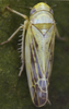 Habitus, dorsal view on Eupteryx (Eupteryx) artemisiae (Kirschbaum, 1868): Habitus (female). (Observation).