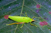 CollectionObject 1536713; bd4423c6-bca7-462b-ae87-c051c90ae0b8, CH3293: male. (CollectionObject).