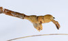 CollectionObject 1559025; f7d951c2-cb5f-48f5-9ad3-8b5196503370: copyright ANSP. male: end of abdomen, lateral view (holotype). (CollectionObject).