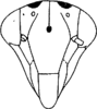 Head on Dialecticopteryx (Dialecticopteryx) australica Kirkaldy, 1907: Face. (Observation).