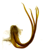 Aedeagus, lateral view on Coarctana rana (DeLong & Wolda, 1982): Male [DZRJ]: aedeagus, lateral view. (Observation).
