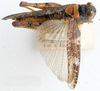 Homoeopternis crassiceps Uvarov, 1953: dorsal view. (Otu).