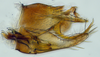 Pygofer, lateral view: (Observation).
