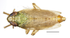 Habitus, dorsal view on Pentagramma vittatifrons (Uhler, 1876): (Observation).