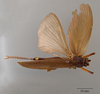 CollectionObject 1527053; 593527e9-da88-474e-8ce1-c70a6aeb1efd: female, dorsal view (holotype). (CollectionObject).