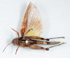 CollectionObject 1506408; 576ea323-6ec5-4e13-998d-94d45a155ee3: female, ventral view (syntype). (CollectionObject).