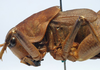CollectionObject 1517335; ade24693-a9ce-4506-afcc-83bf822d907f: female pronotum, lateral view (holotype). (CollectionObject).
