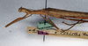 CollectionObject 1559835; NMW 234, a19328d3-4c53-4eff-8aae-6068598dbb49: copyright, NMW Vienna. female: head and thorax, lateral view (holotype). (CollectionObject).