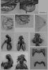 Melanoplus perezi Otte, 2012: male genitalia. (Otu).