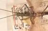 CollectionObject 1560849; 4101d71e-1523-4797-8024-8c5ff66e4919: copyright OUMNH. male: head & thorax, dorsal view (holotype). (CollectionObject).