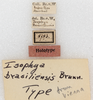 labels (syntype). Depicts CollectionObject 1532326; NMW 8783, 3ee4b968-0163-4756-bbda-a6933fe49da4, a CollectionObject.