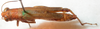 CollectionObject 1543640; c6a445d4-aa14-463e-9c64-9e0b35f9fa30: female, dorsal view (holotype). (CollectionObject).