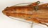 female head and pronotum, dorsal view (syntype). Depicts CollectionObject 1589281; 504ed762-3c37-4ab2-be11-5cd2fe1a4e98, a CollectionObject.