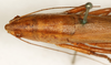 CollectionObject 1589281; 504ed762-3c37-4ab2-be11-5cd2fe1a4e98: female head and pronotum, dorsal view (syntype). (CollectionObject).