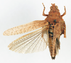 CollectionObject 1540642; 6fde860c-2d02-46d3-b27a-8ad95d61d925: female, dorsal view (holotype). (CollectionObject).