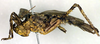 CollectionObject 1500431; 411694b6-da7e-438b-b7f9-2563eaca7455, DORSA BThopargHTM: male, lateral view (holotype). (CollectionObject).
