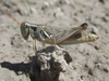 female (Pleasant Ridge Road, about 4 miles north of Harrison, Nebraska, 23 June 2020). Depicts Melanoplus confusus Scudder, 1897, an Otu.