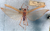 CollectionObject 1516295; 8483645d-e308-4e8e-acbd-c3ae076699e3: female, dorsal view (syntype). (CollectionObject).