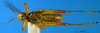 CollectionObject 1578447; 09c2f590-435e-4953-886f-4dc277612e60: male, ventral view. (CollectionObject).