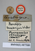 Pycnoscelus tenebriger (Walker, 1868): Copyright NHM, London. Holotype male of Panchlora tenebrigera, data labels. (Otu).