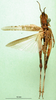 CollectionObject 1569171; b691006b-68c1-4145-9b05-02d631545213: male, dorsal view (paratype). (CollectionObject).