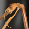 CollectionObject 1561672; NTUC 740, ef545296-ecab-4cdd-9e44-941d03968d60: copyright NTUC. female: head, lateral view (holotype). (CollectionObject).