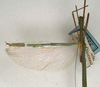 CollectionObject 1560356; NMW 1130, 1d65ab04-e7b5-417a-bcae-c6eefdff7740: copyright NMW, Vienna. male, wings (holotype). (CollectionObject).