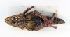 CollectionObject 1531108; 5aca752a-2f6d-4d2c-8f5e-af3ead3a4e04: juvenile female, dorsal view (lectotype of Dictyophorus papillosus). (CollectionObject).